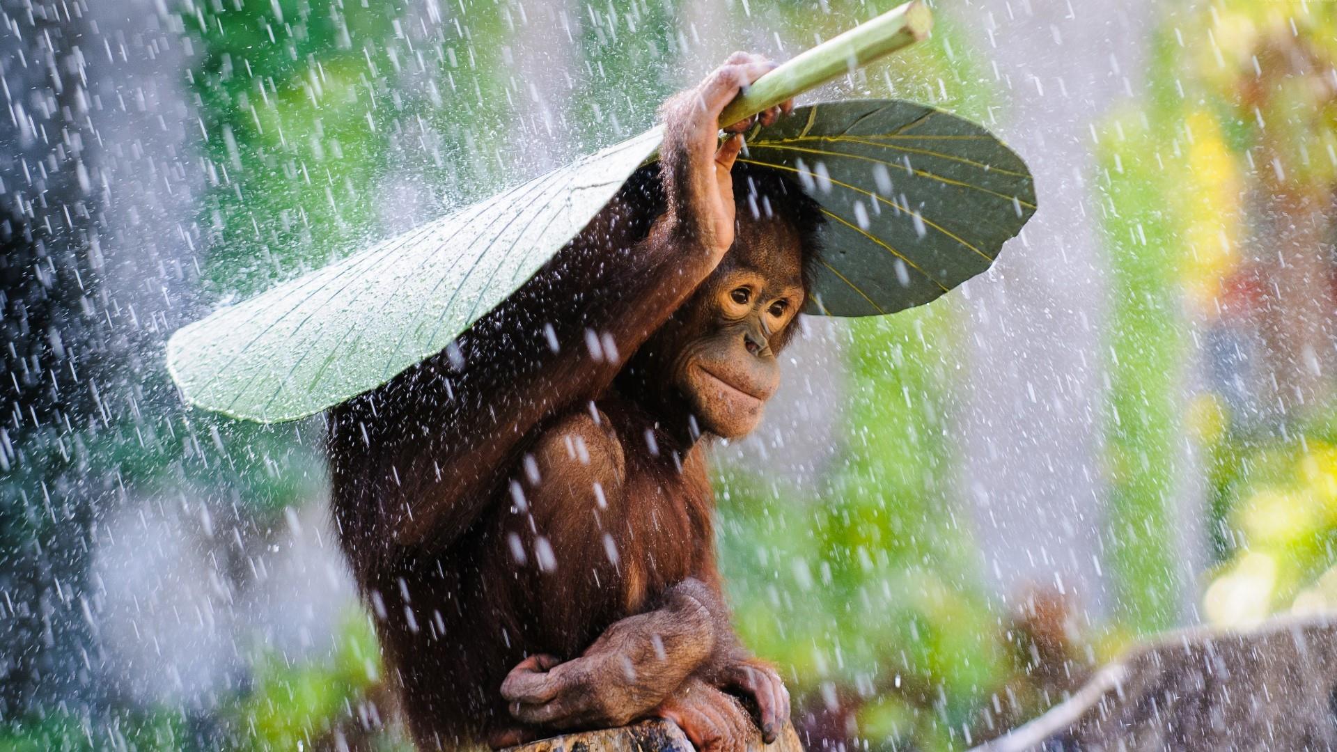 1920x1080 Orangutan Covering Himself From The Rain Wallpaper Wallpaper