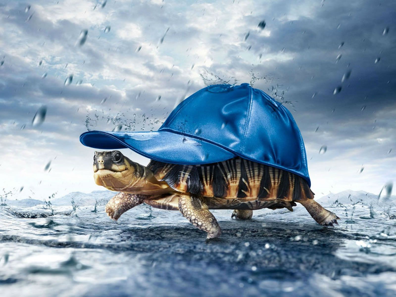 1600x1200 Turtle In The Rain Hd Wallpaper Background Download
