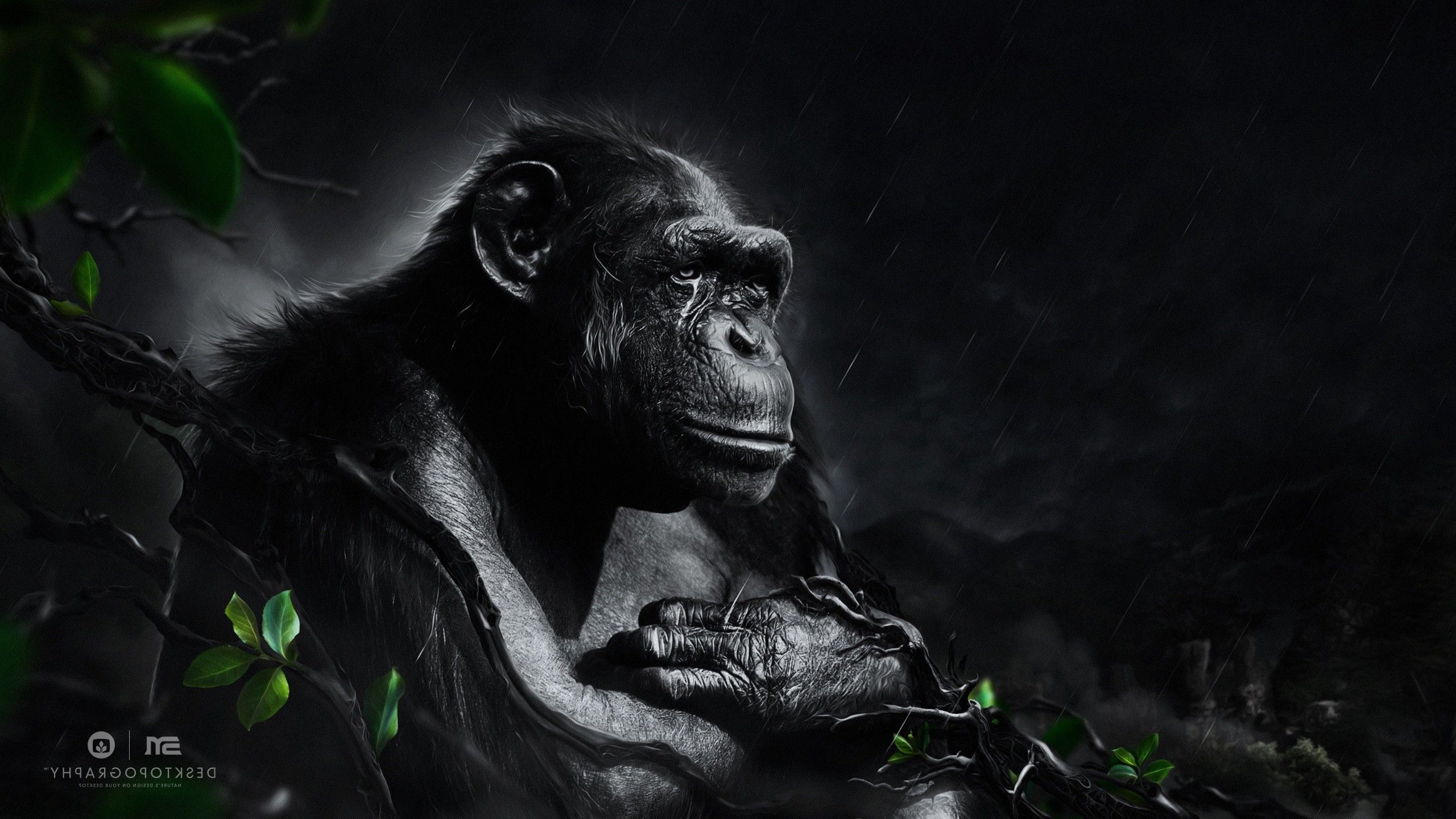2560x1440 Desktopography Animals Rain Apes Digital Art Monkeys Wallpaper Hd Desktop And Mobile Background