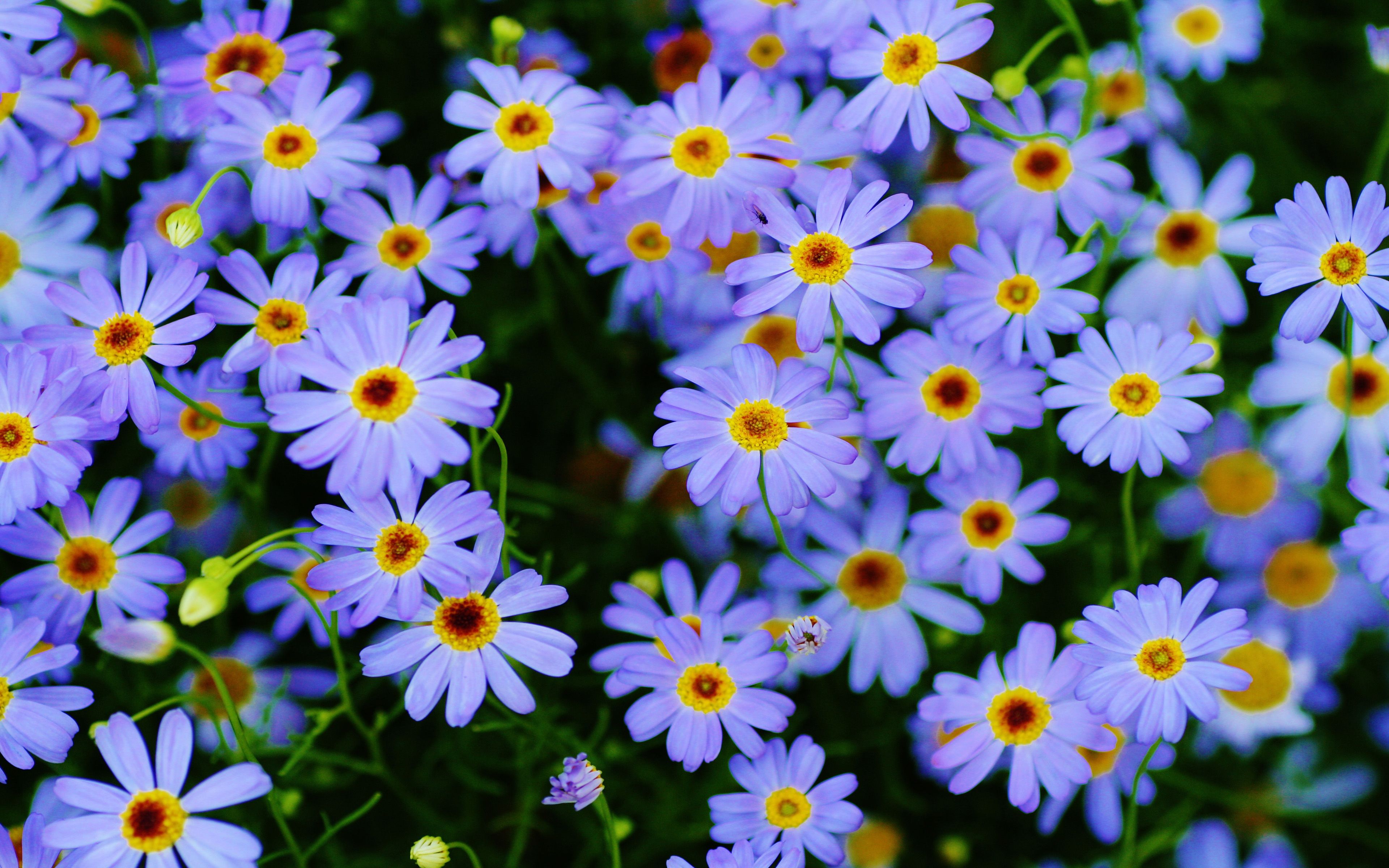 3840x2400 Marguerite Daisy Plants Blue Flowers Macro Photography Ultra Hd Wallpaper For Desktop Mobile Phones And Laptop 3840x2400