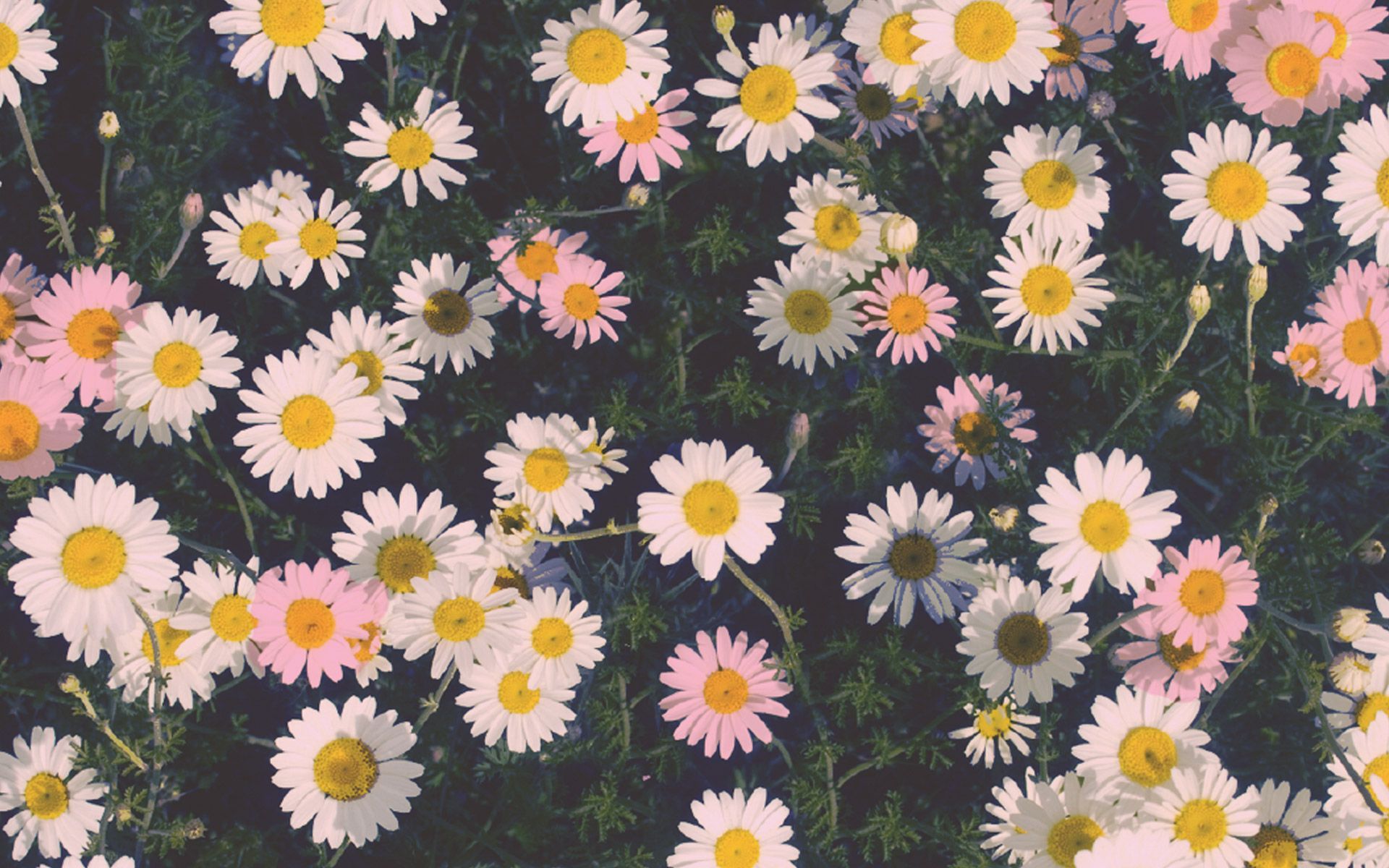 1920x1200 Daisy Flowers Tumblr Wallpaper Free O2t Wallpaper In 2019