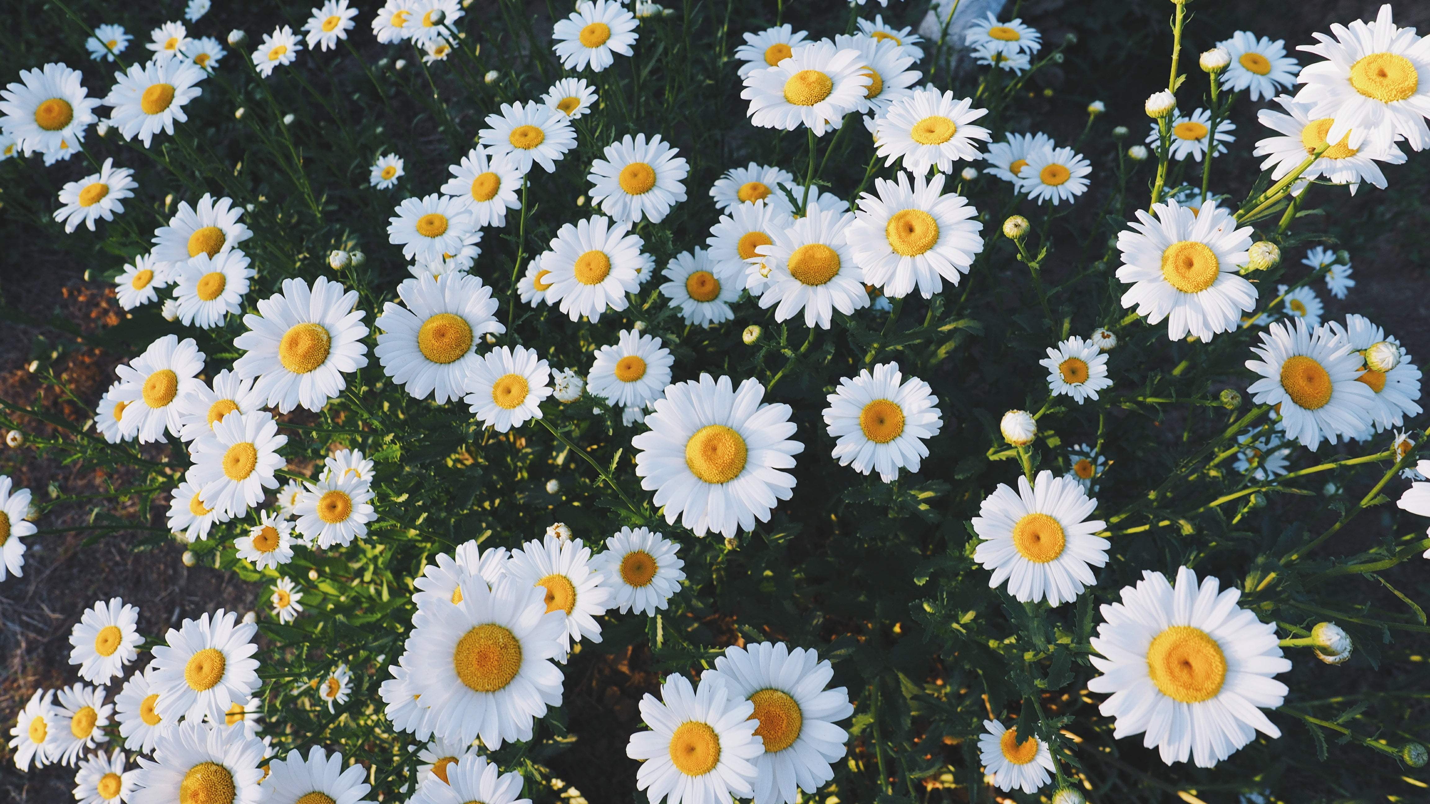 4608x2592 Daisy Sunflower Iphone Wallpaper