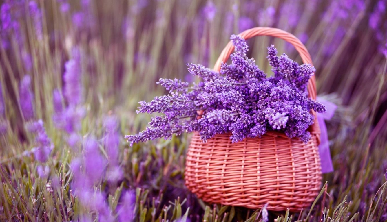 1336x768 Basket Of Lavender Purple Flower Hd Laptop Wallpaper Hd Flowers 4k Wallpaper Image Photo And Background