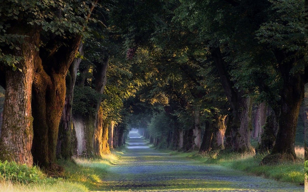 1230x768 Nature Landscape Sunrise Trees Tunnel Grass Road Spring Germany Wallpaper Hd Desktop And Mobile Background