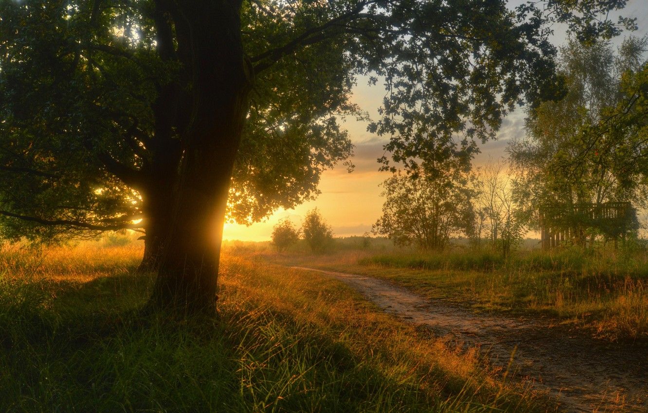 1332x850 Wallpaper Road Grass The Sun Trees Landscape Sunset Nature Trail The Evening Germany Path The Countryside Lower Saxony Sieringhoek Lower Saxony Image For Desktop Section