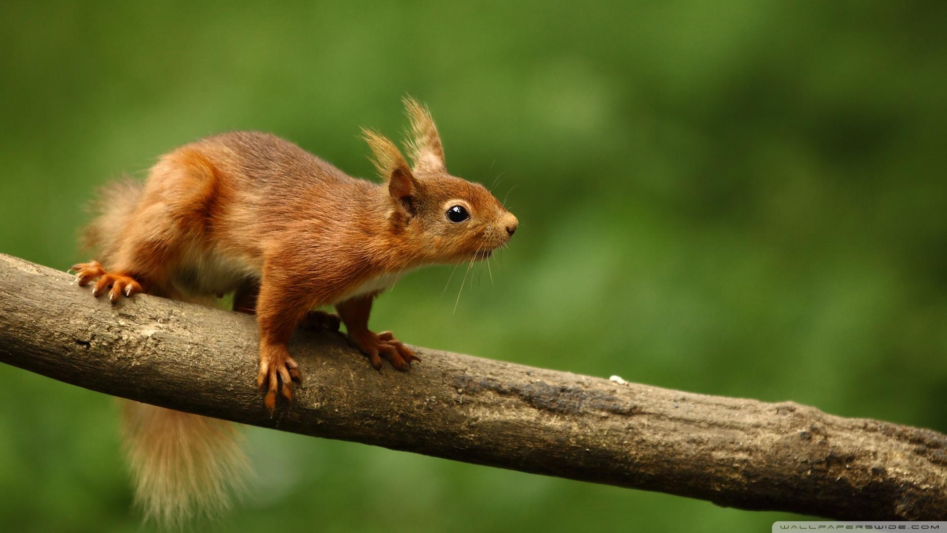 1920x1080 Red Squirrel Wallpaper