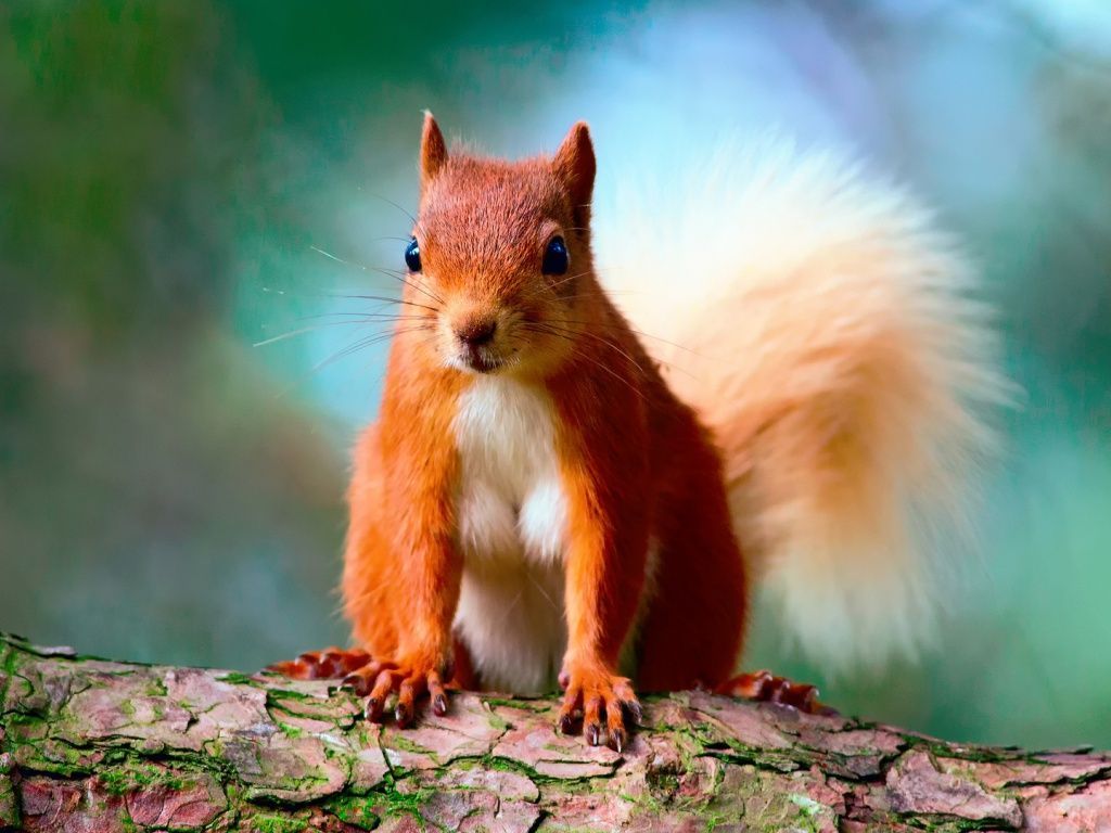 1024x768 Cute Red Squirrel Wallpaper Cute Squirrel Red Squirrel Pet Birds