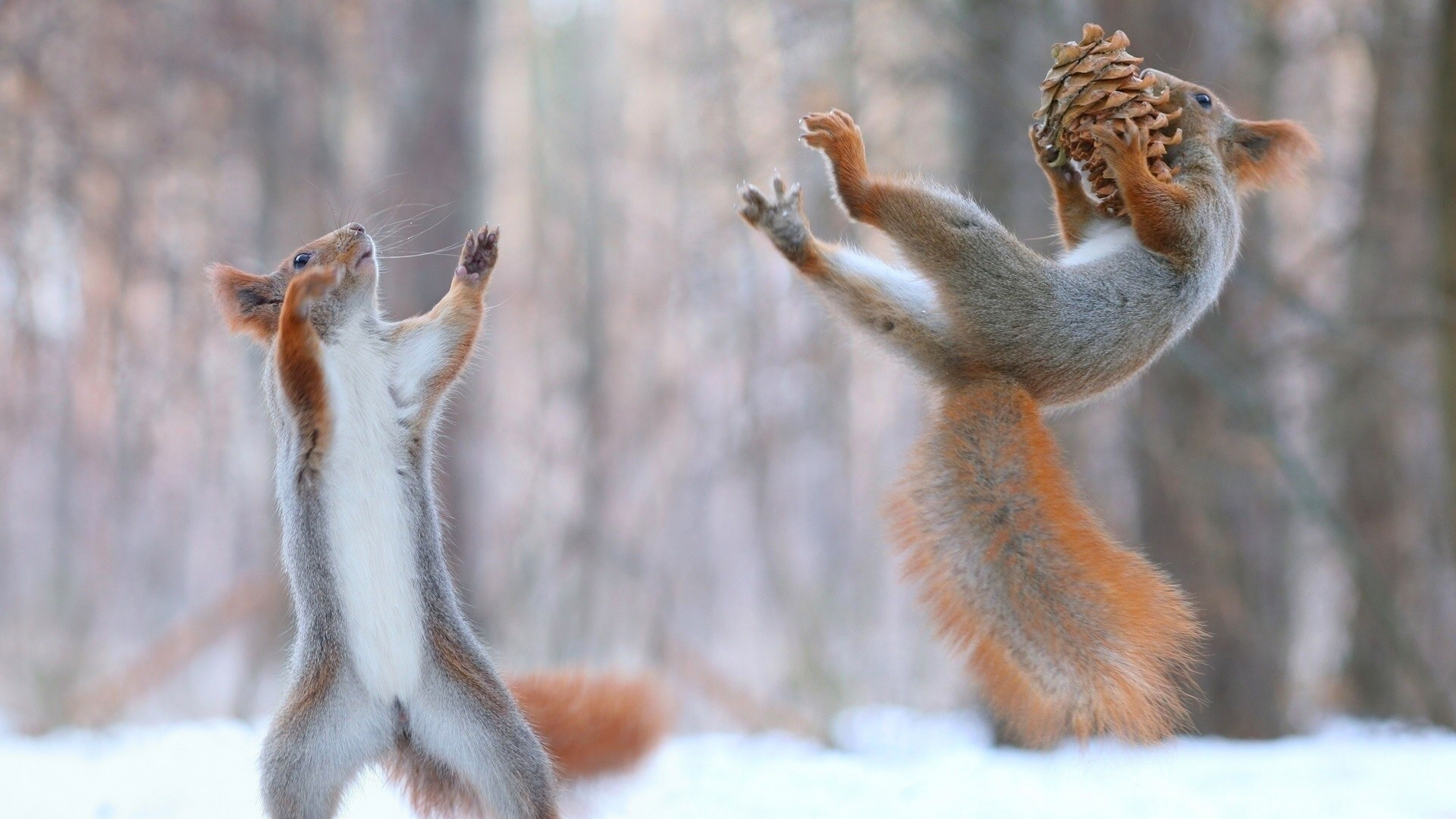 3840x2160 Squirrels Having Fun In Snow 1280x1024 Resolution Hd 4k Wallpaper Image Background Photo And Picture