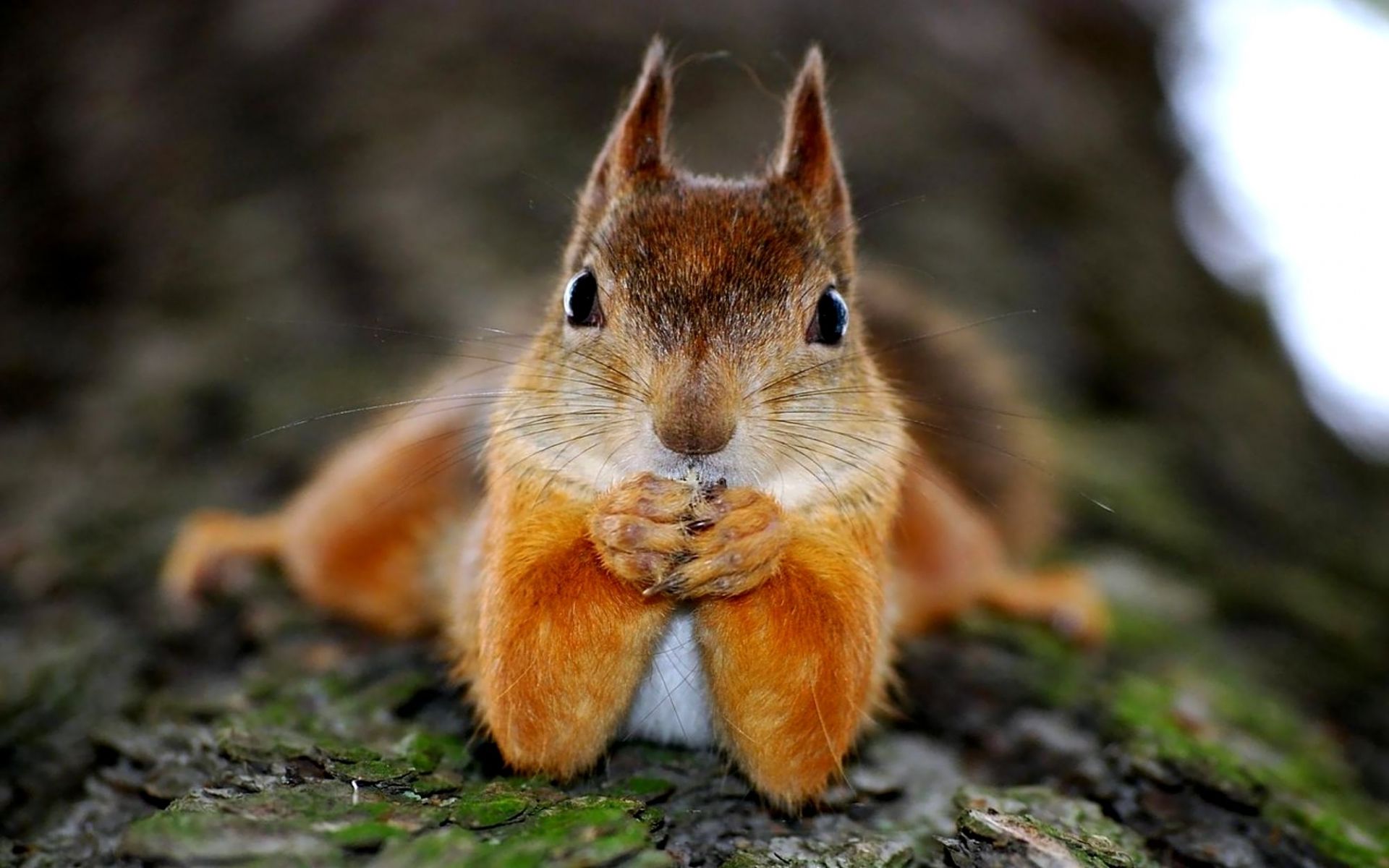 1920x1200 Squirrel Funny Face Wallpaper Hd Desktop And Mobile Background
