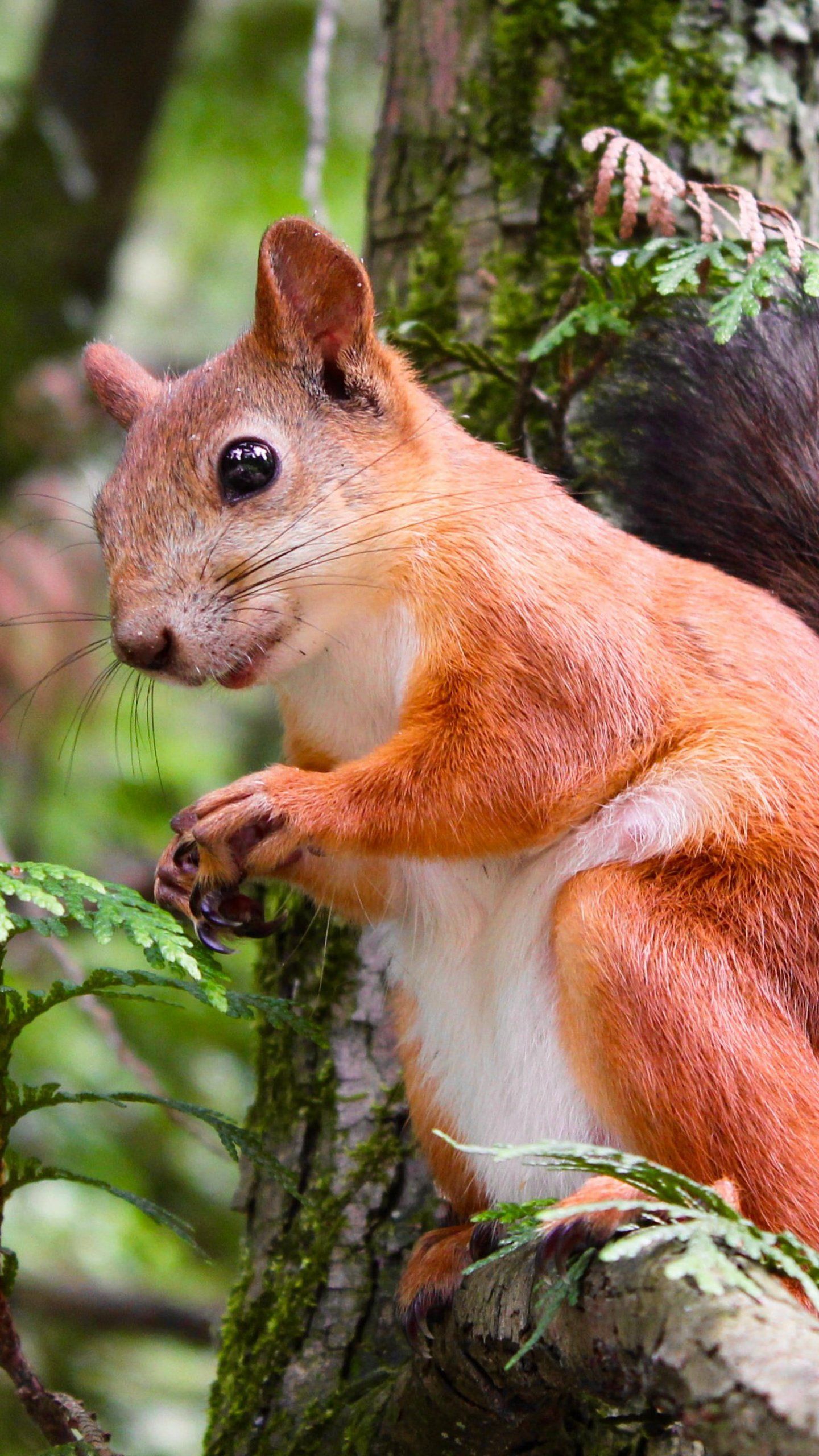 1440x2560 Adorable Squirrel In Tree Wallpaper Iphone Android Desktop Background