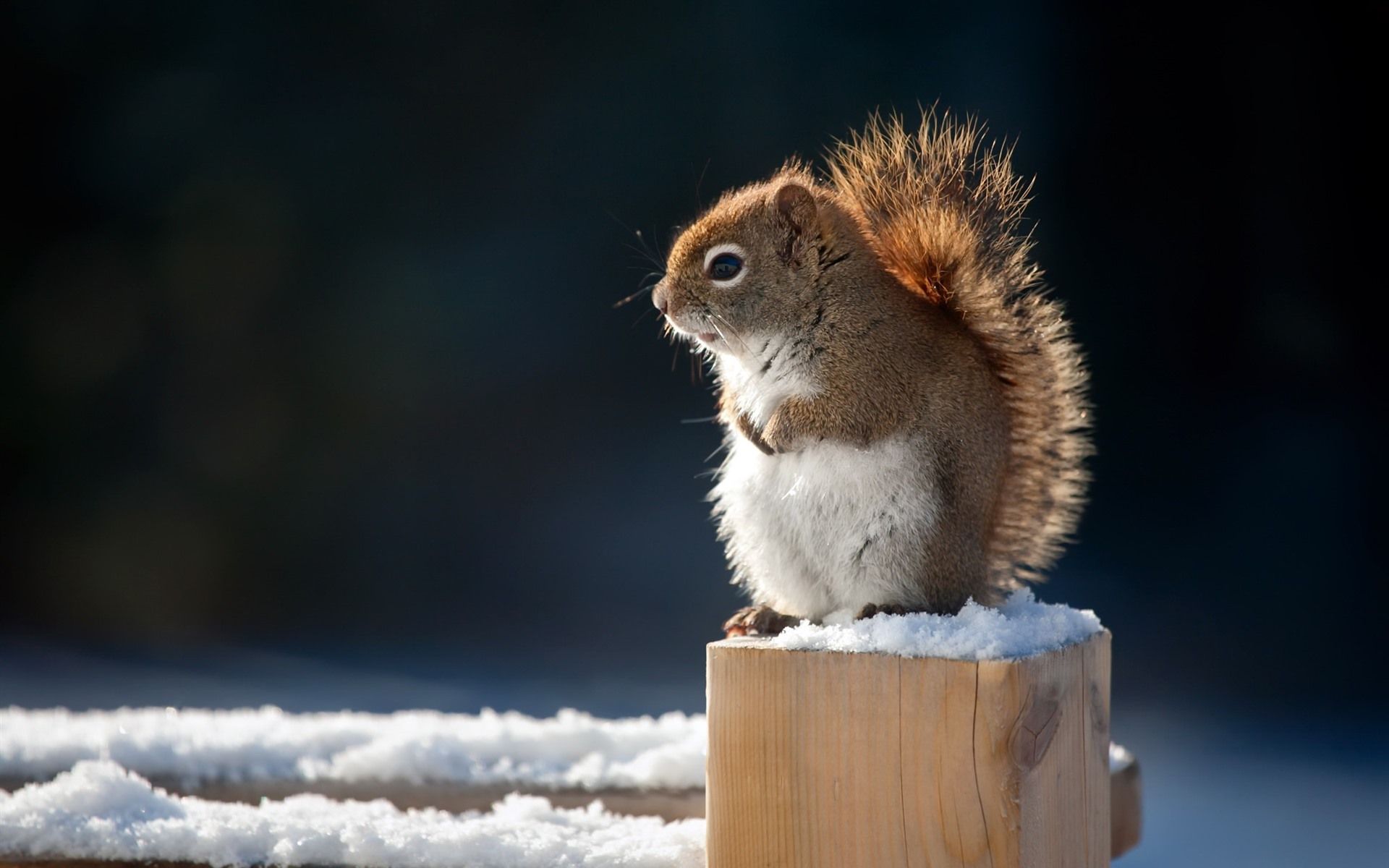 1920x1200 Wallpaper Cute Squirrel Snow Winter Stump 1920x1200 Hd Picture Image