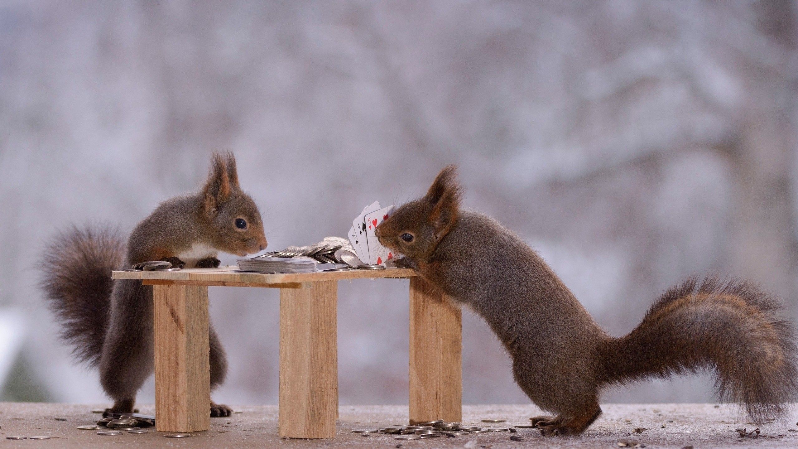 2560x1440 Squirrel Playing Cards Funny Wallpaper