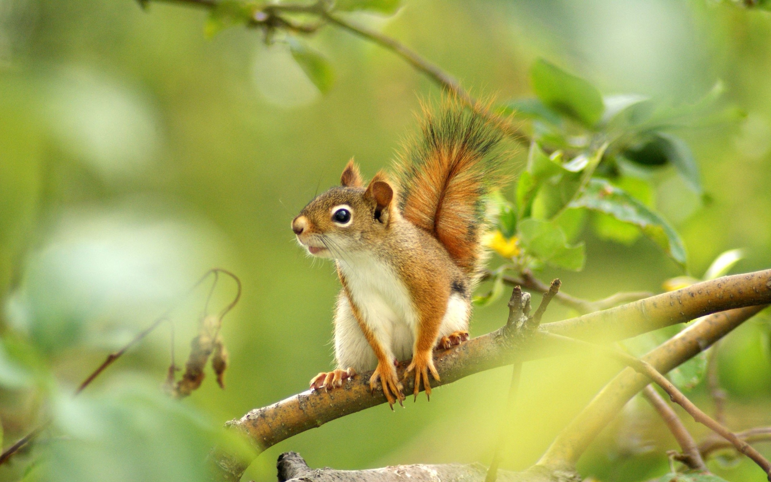 2560x1600 Squirrel Hd Wallpaper And Background Image