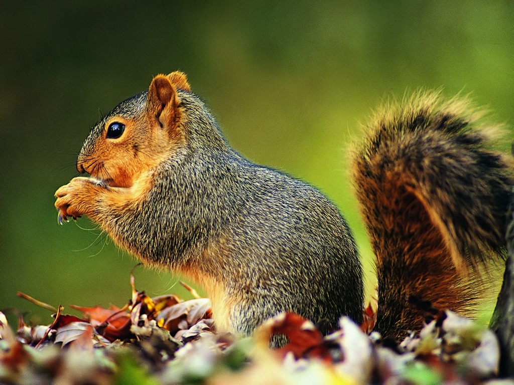 1024x768 Squirrel Wallpaper Pets Cute And Docile