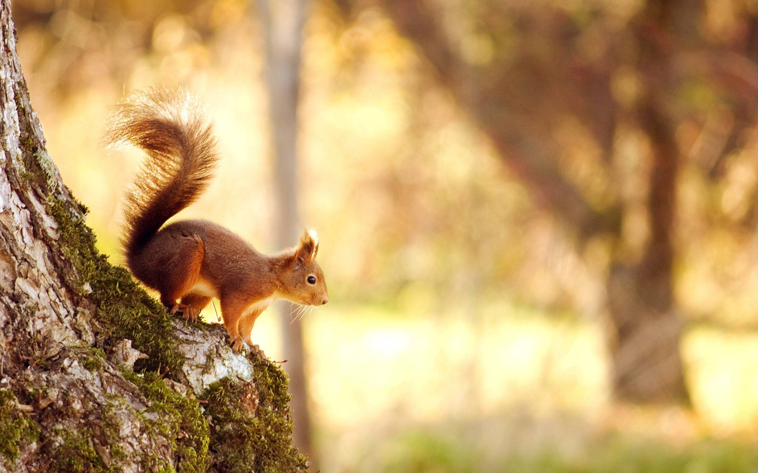 2560x1600 Squirrel Wallpaper Free Picture