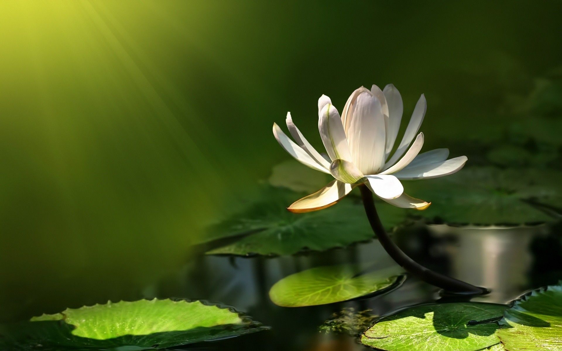 1920x1200 White Lotus Flower