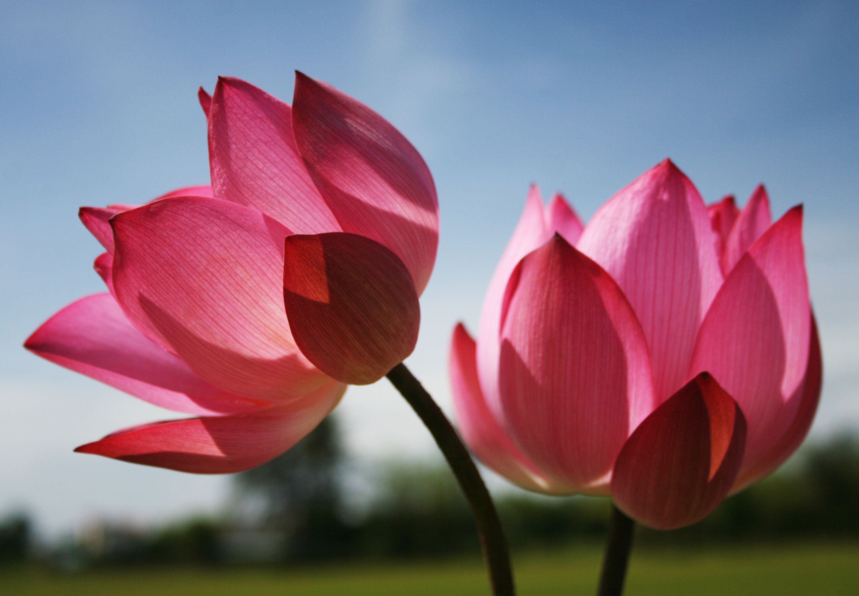 3258x2261 Beautiful Lotus Flower High Resolution Wallpaper Hd Wallpaper Wallpaper Download High Resolution Wallpaper Lotus Flower Wallpaper Lotus Flower Picture Flower Image