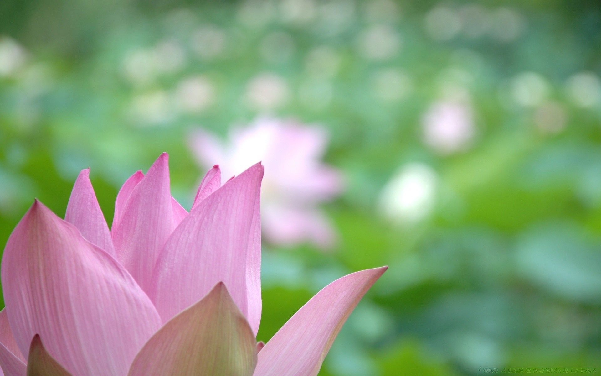 1920x1200 Lotus Flower Close Up Android Wallpaper