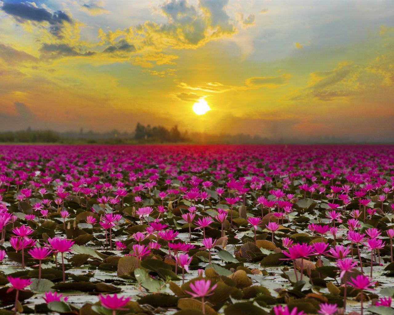 1280x1024 Lake Lotus Lake In Udon Thani Thailand Tropical Flower Garden Home Of Millions Of Lotus Flowers Sunset Landscape Wallpaper For Desktop 3840x2160
