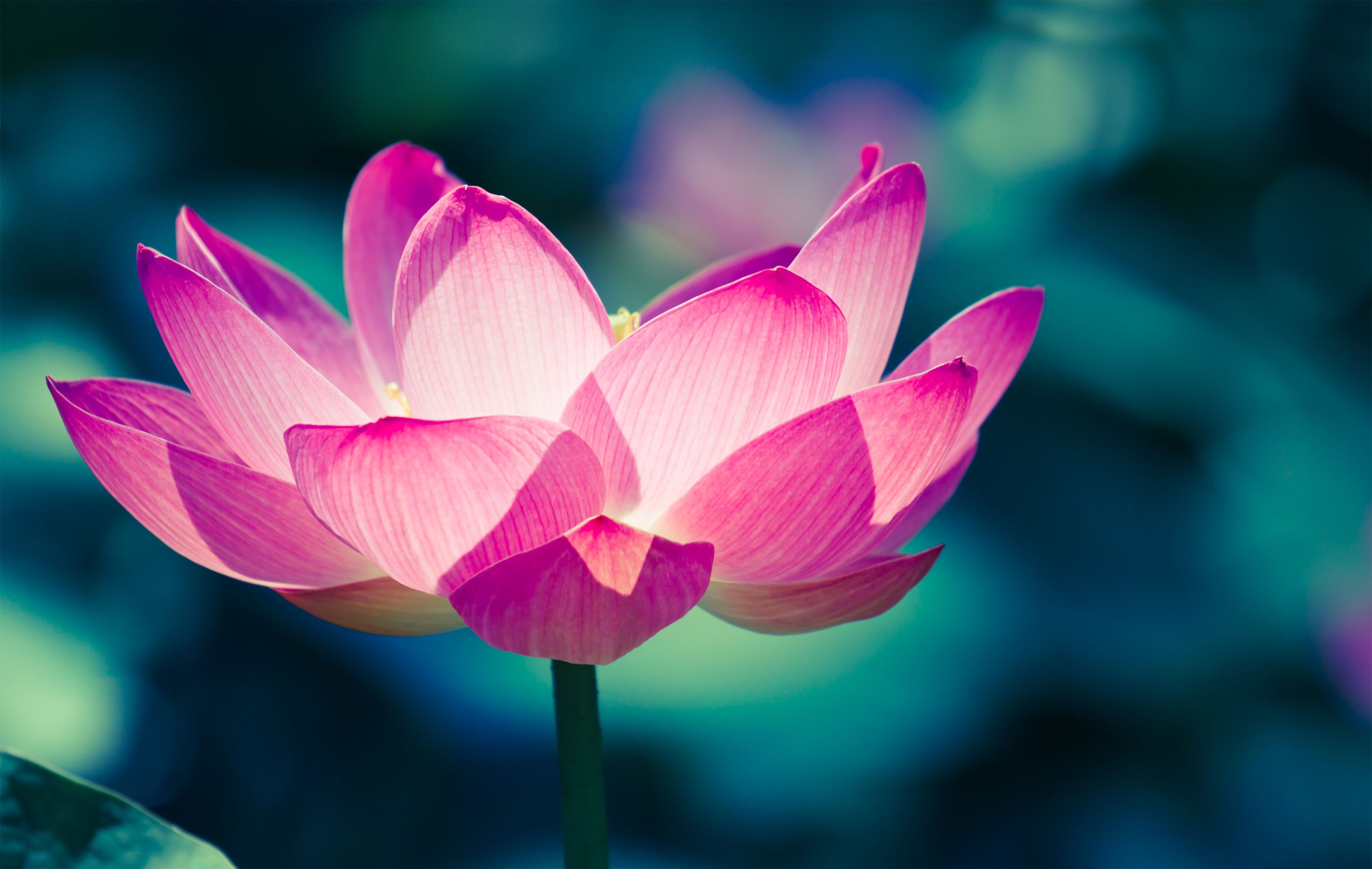 3158x2002 Lotus Flower Meaning What Is The Symbolism Behind The Lotus