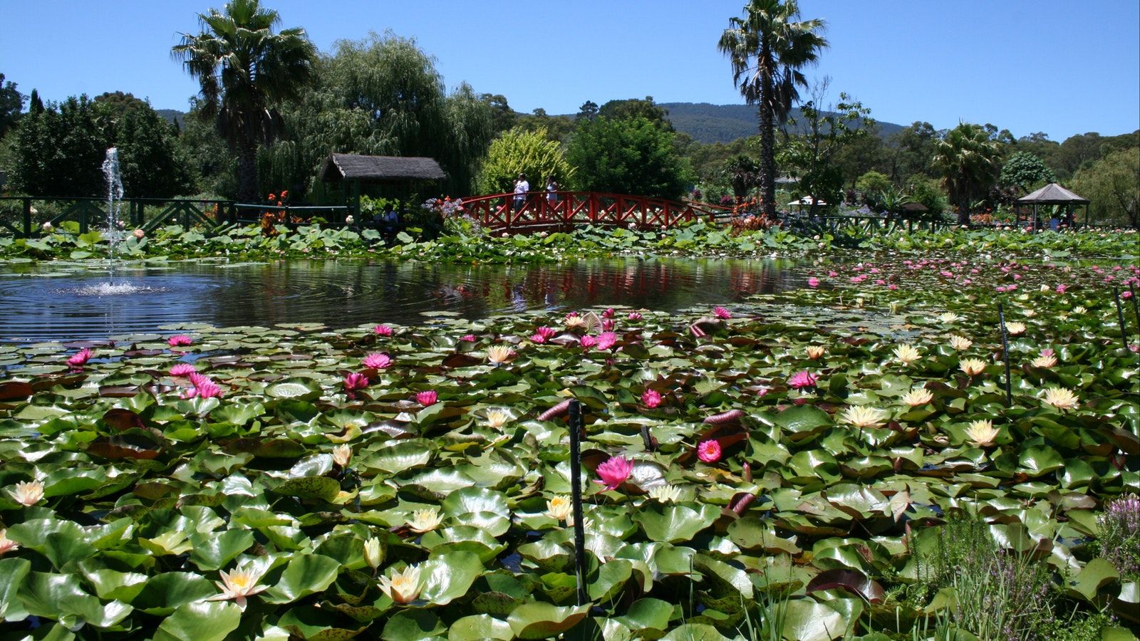 1600x900 Lotus Flower Season Event Yarra Valley Dandenong Ranges Victoria Australia