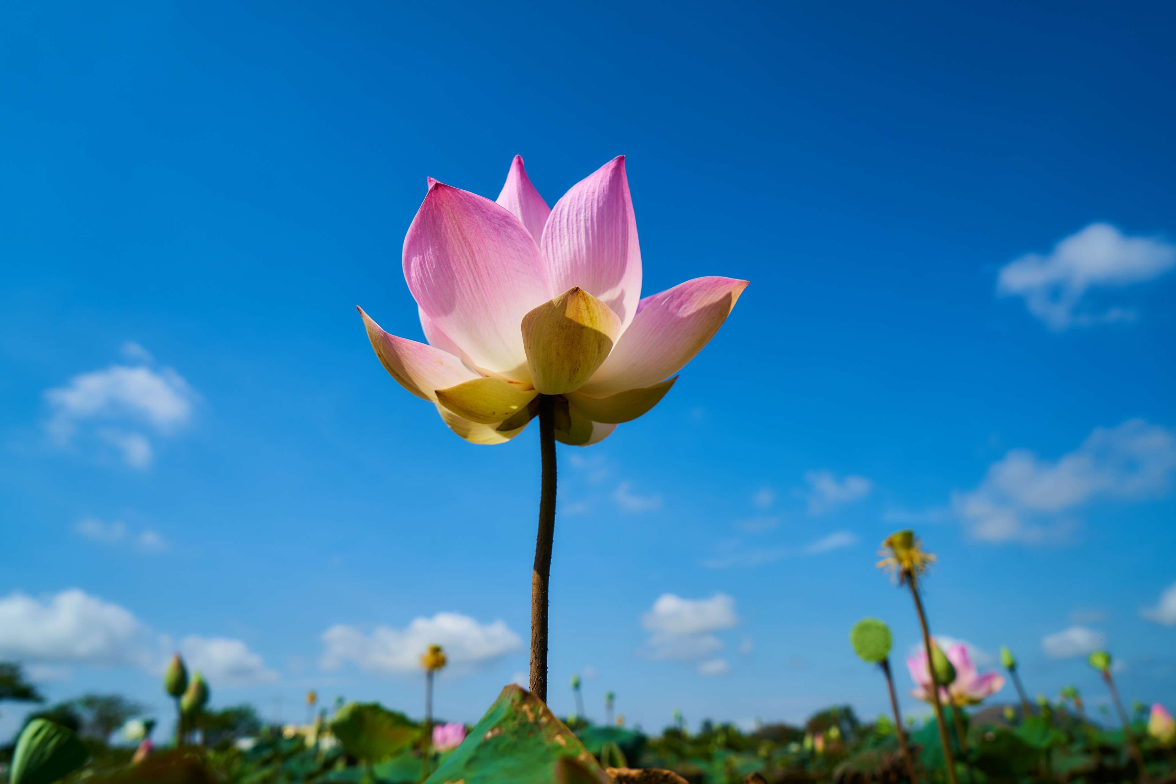 3840x2561 Beautiful Beauty Botanical Cloud Color Colors Flower Flower Picture Flowers Garden Landscape Lotus Macro Nature Pink Pink Flower Plant Season Sky Spring Spring Flowers Summer The Leaves Are 4k Wallpaper