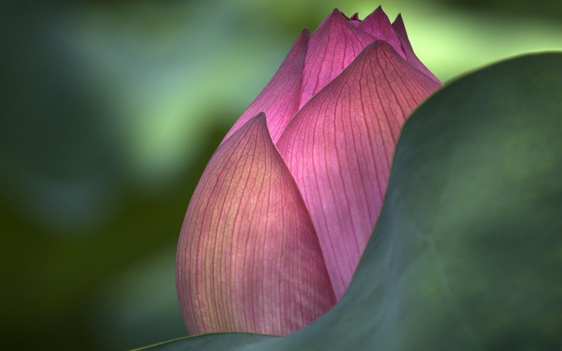 1920x1200 Lotus Flower