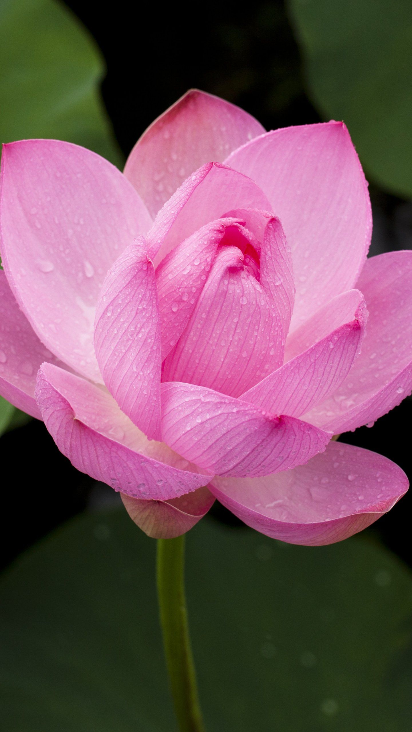 1440x2560 Pink Lotus Flower Wallpaper Iphone Android Desktop Background