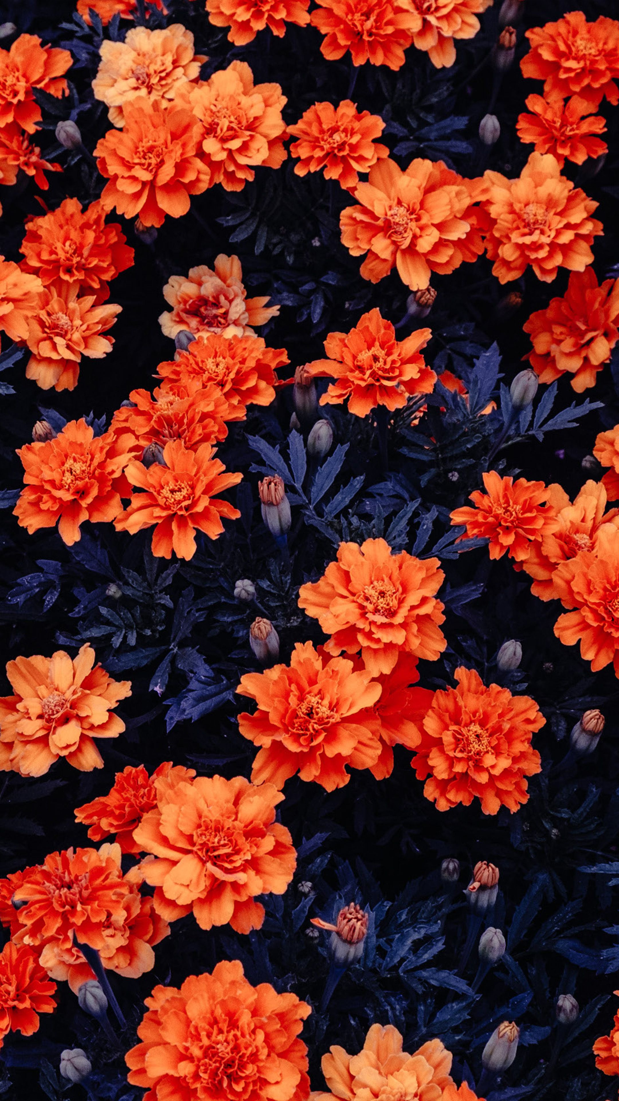 2160x3840 Orange Flowers Garden 4k Ultra Hd Mobile Wallpaper