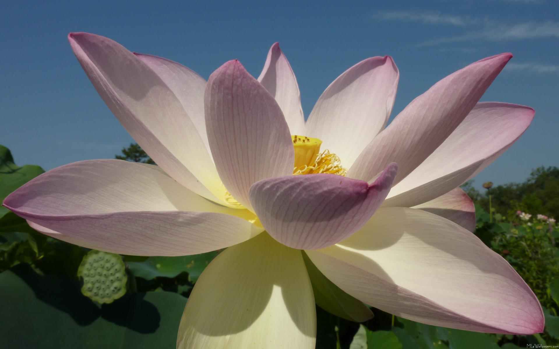 1919x1200 Lotus Flower And Blue Sky I