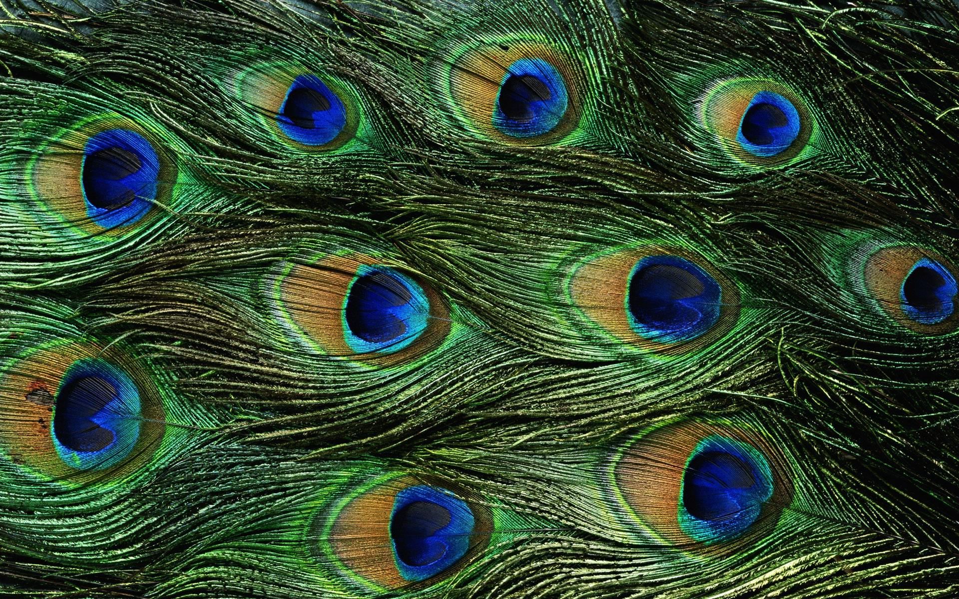 1920x1200 Free Peacock Feather Download Free Clip Art Free Clip Art On Clipart Library