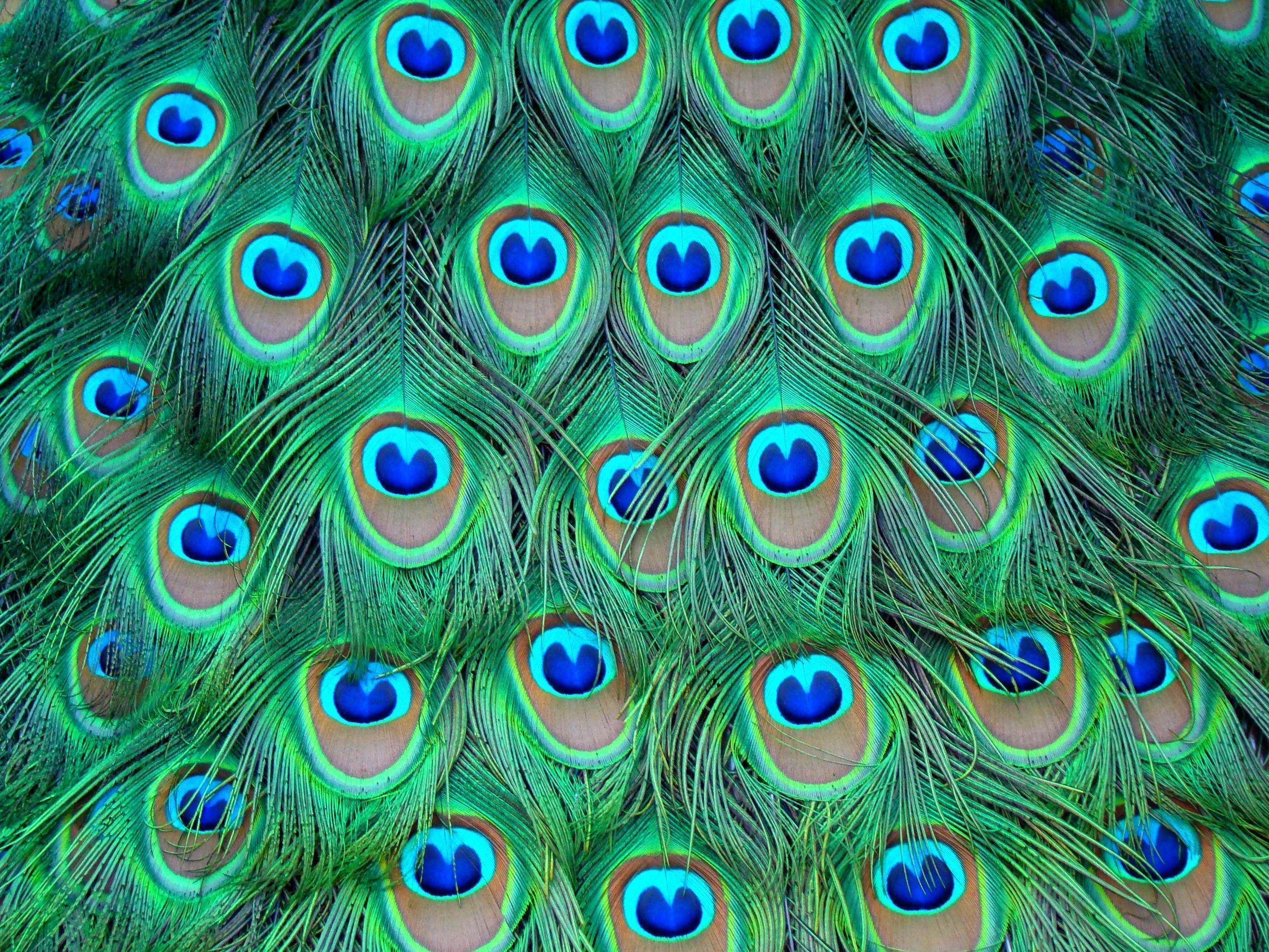 2285x1714 Get Inspired For Wallpaper Hd Wallpaper Mor Pankh Peacock Feather Picture