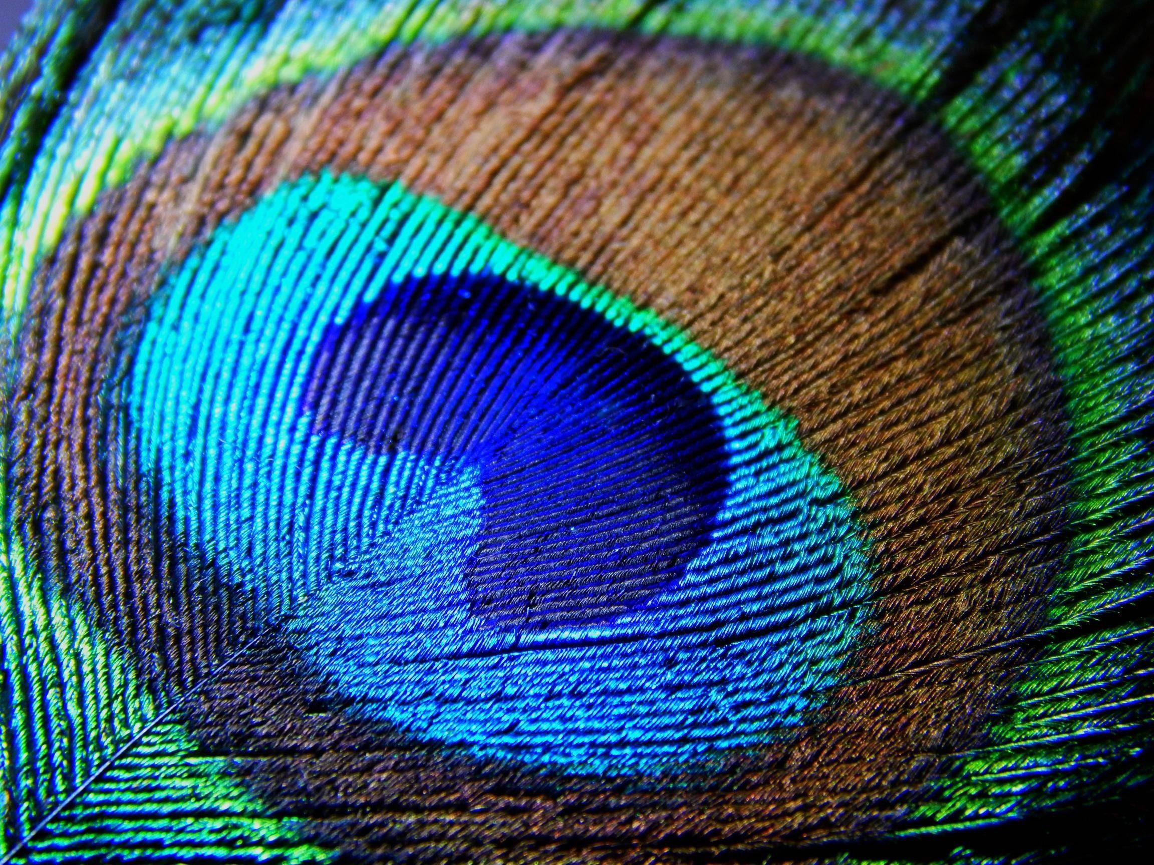 2304x1728 Peacock Feather Image Hd
