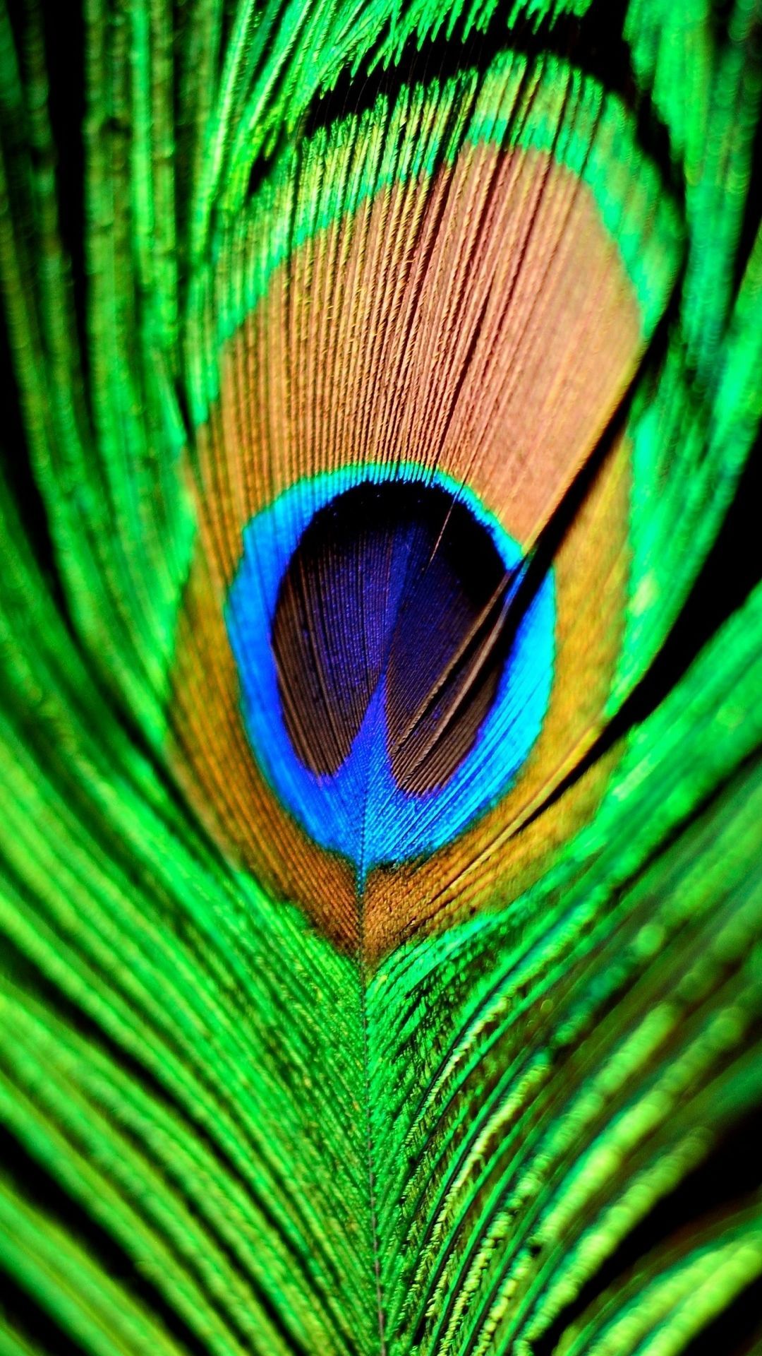 1080x1920 Peacock Feather Green Blue Iphone 6 Plus Hd Wallpaper Feather Wallpaper Iphone Feather Wallpaper Hd Phone Wallpaper