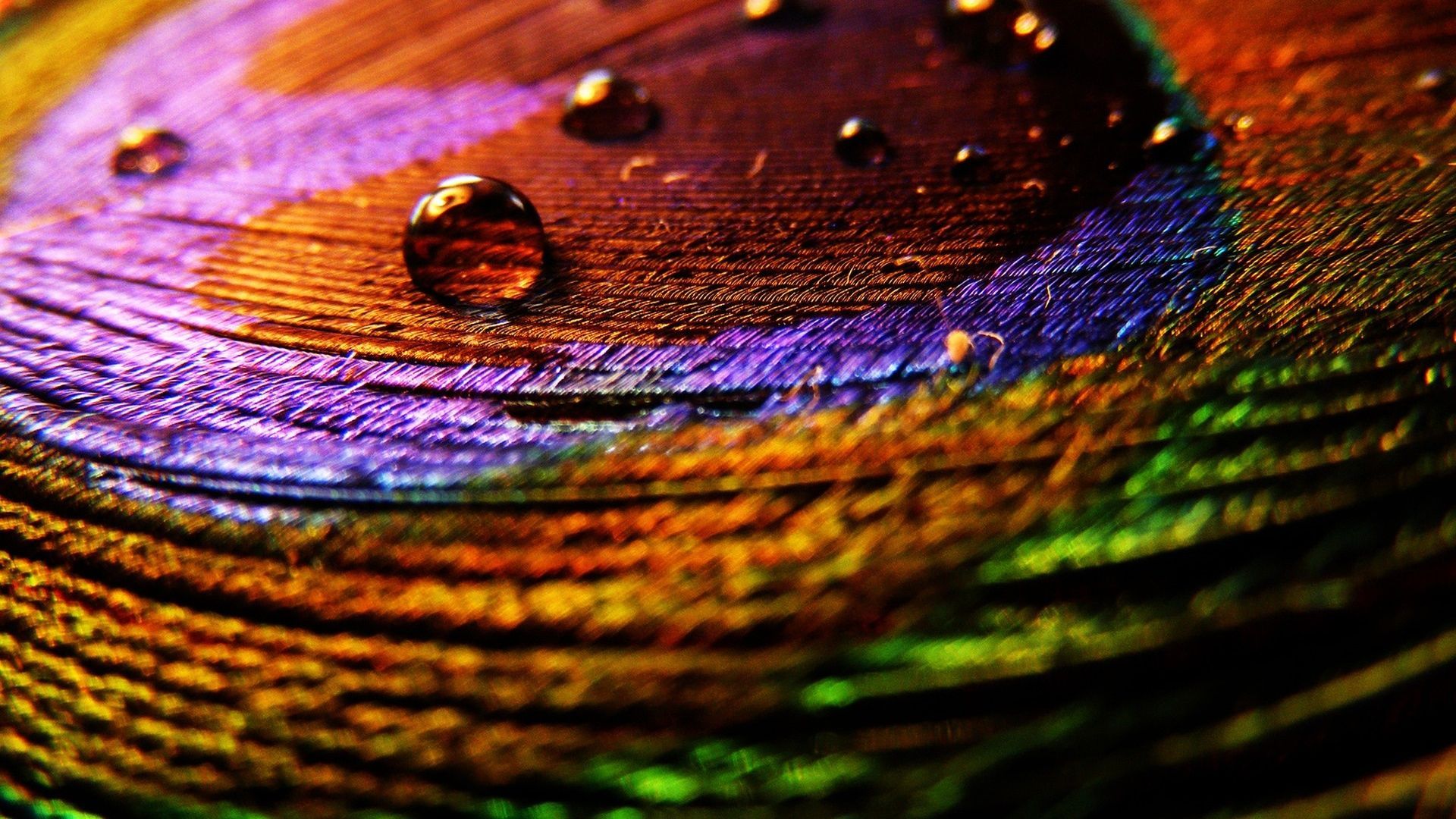 1920x1080 Peacock Feather Wallpaper For Desktop 48 Handpicked Wallpapers Collection