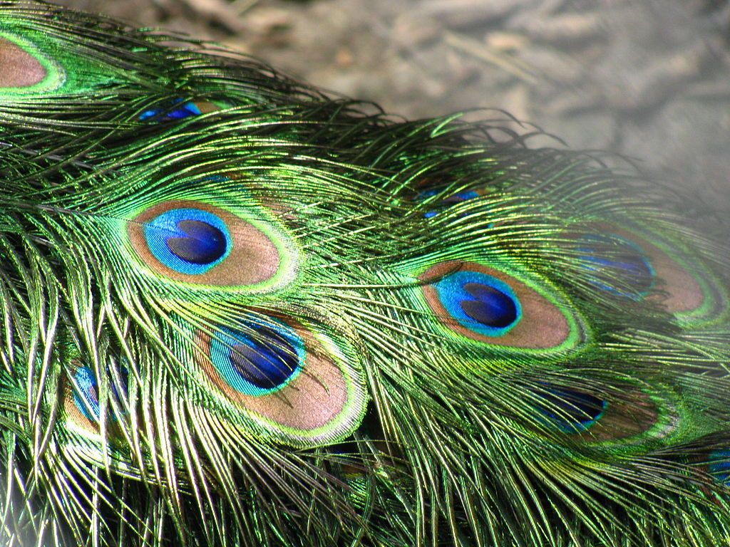1024x768 Peacock Feathers