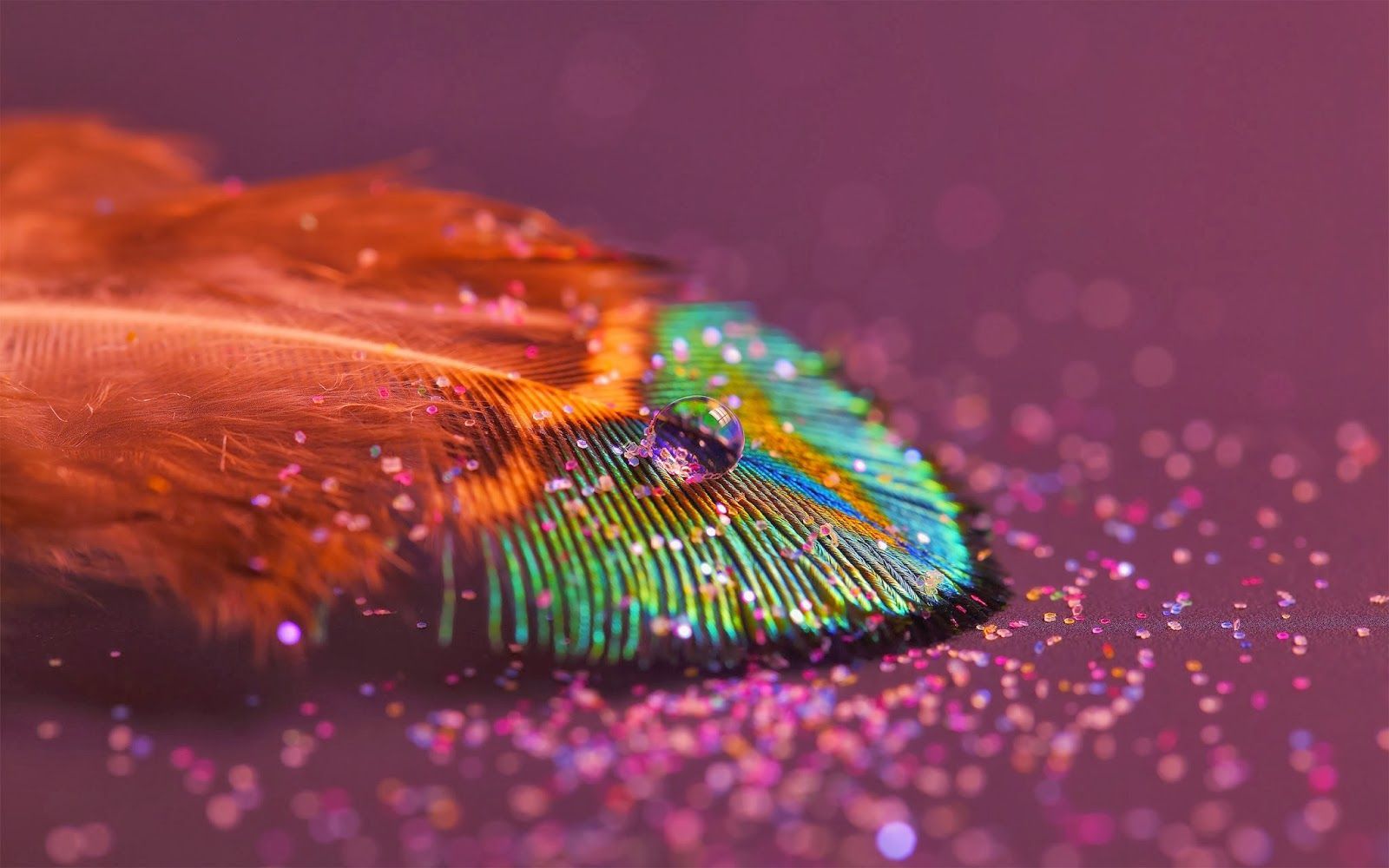 1600x1000 Desktop Peacock Feather Hd Wallpaper 3d Hd Picture Design Free Download For Backgrou Feather Wallpaper Macro Photography Wallpaper Beautiful Macro Photography