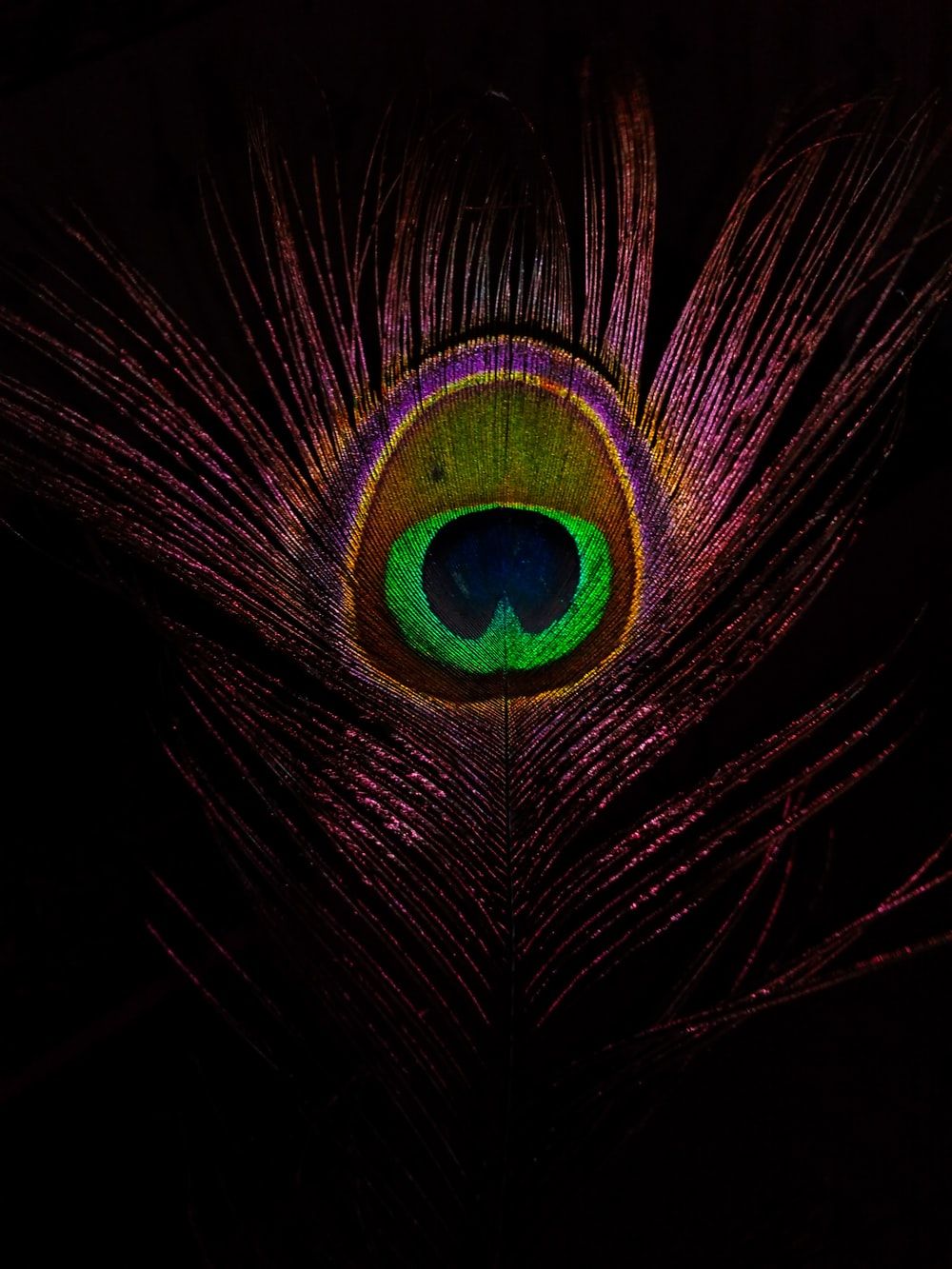 1000x1333 Peacock Picture Hd