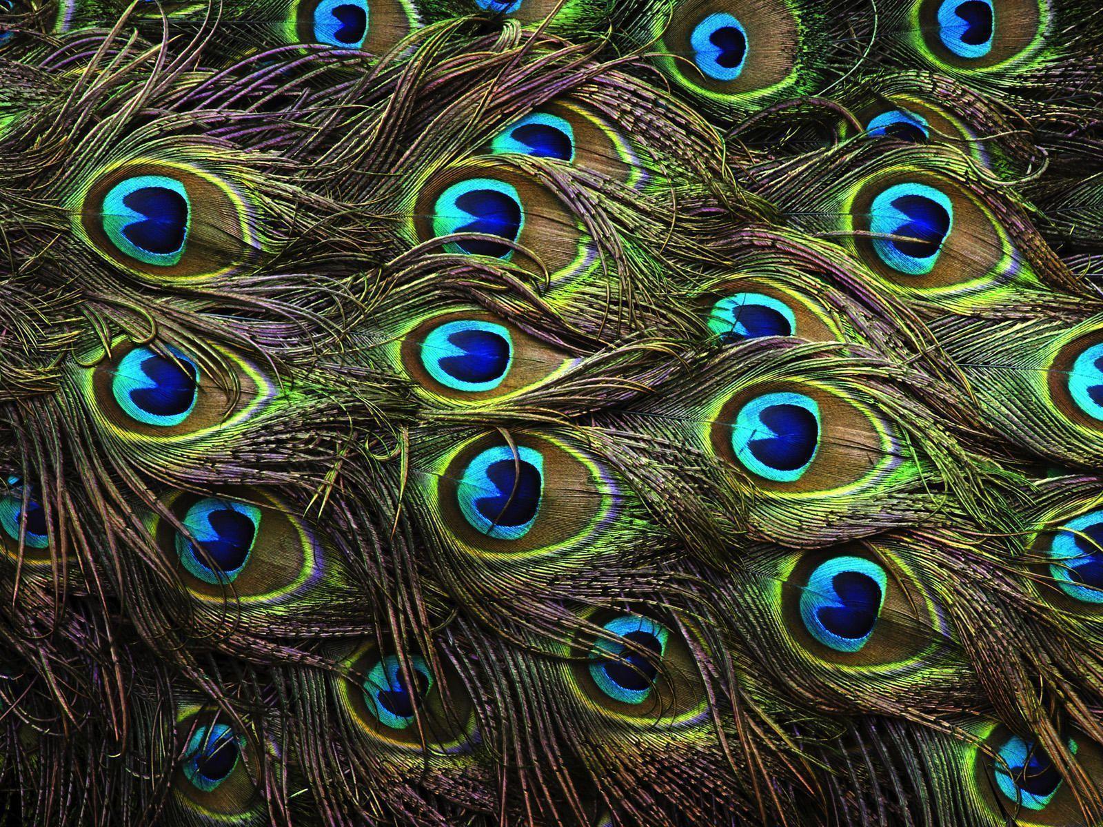 1600x1200 Wallpaper Of Peacock Feathers Hd 2015