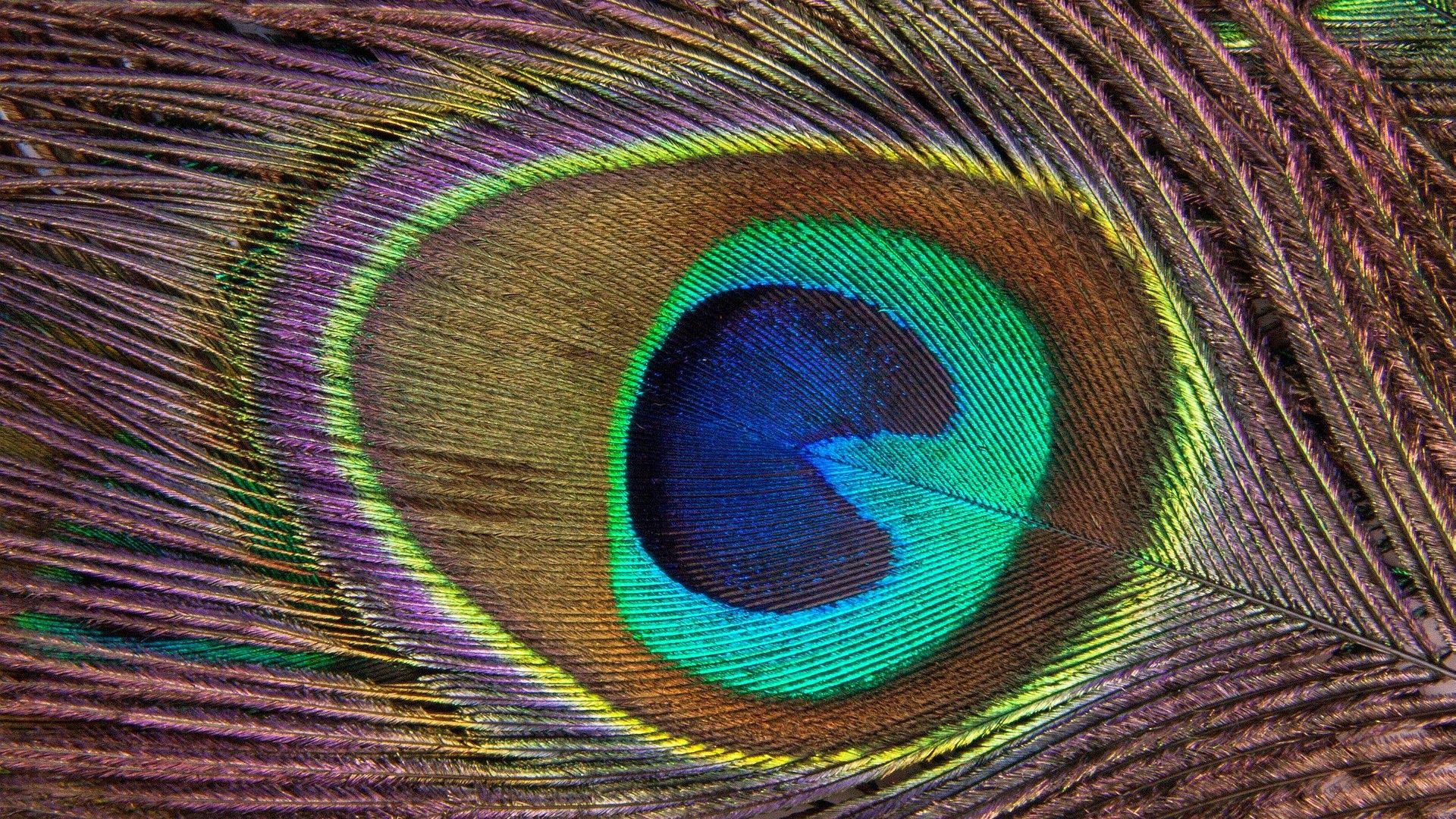 1920x1080 Peacock Feather High Quality Hd Wallpaper Mor Pankh 1920x1080 Download Hd Wallpaper