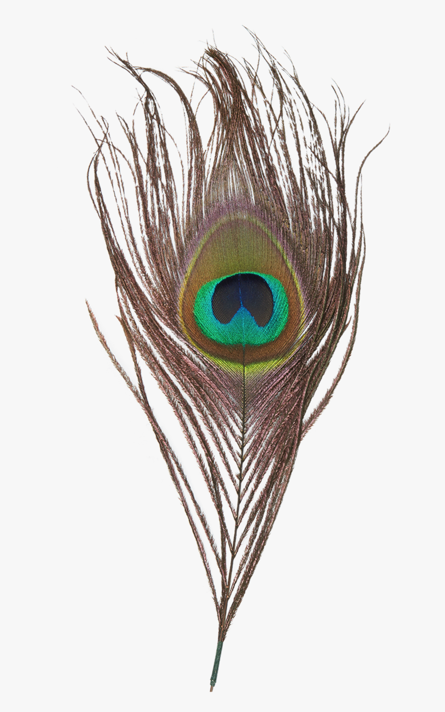 900x1441 Peacock Feather Png Transparent Image Peacock Feather Image Png Free Transparent Clipart
