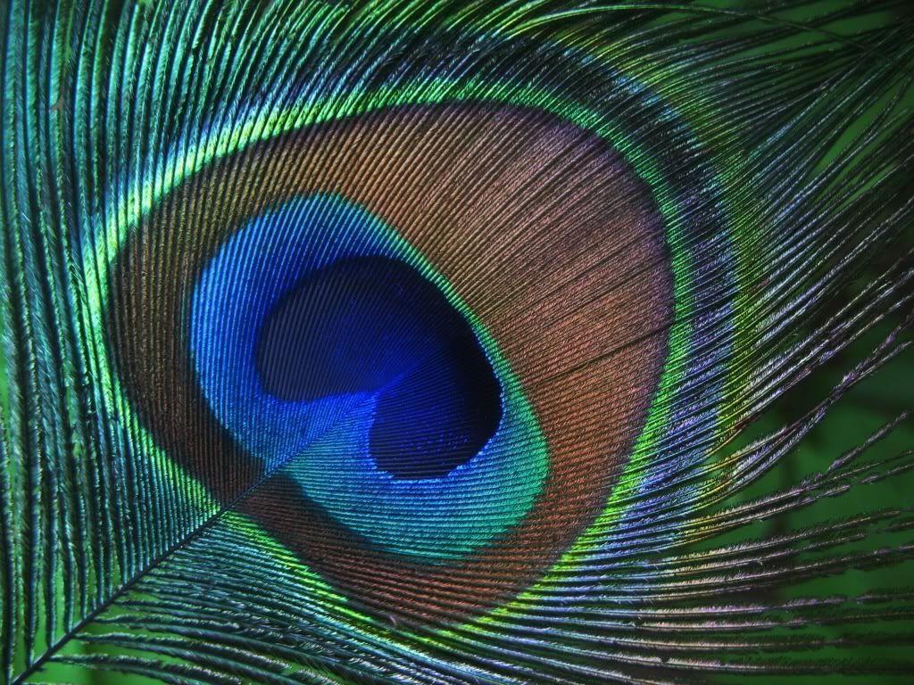 1024x768 Peacock Feather Wallpaper
