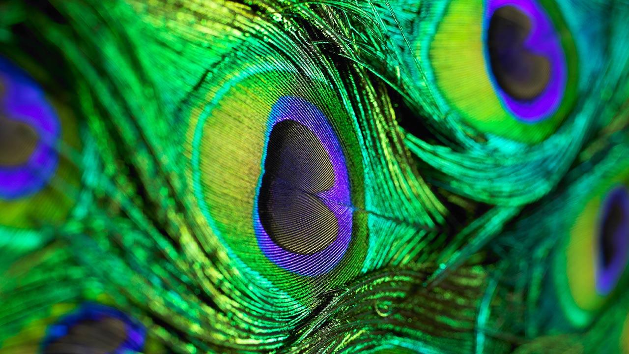 1280x720 Free Peacock Feather Download Free Clip Art Free Clip Art On Clipart Library