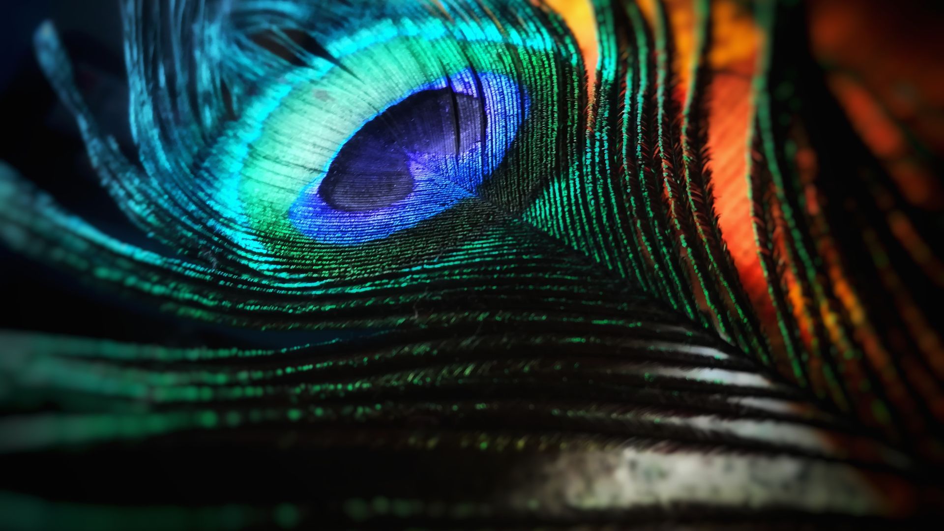 1920x1080 Green And Blue Peacock Feather Wallpaper