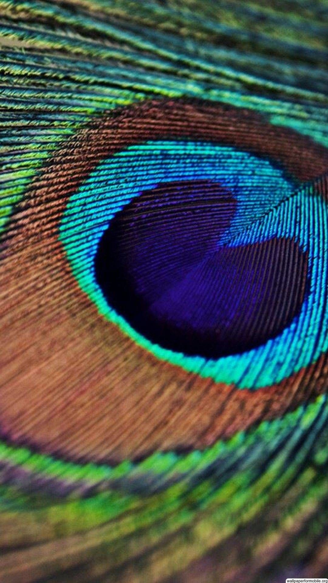 1080x1920 Single Peacock Feather Wallpaper Peacock Feather Wallpaper For Iphone Hd Wallpaper Background Download
