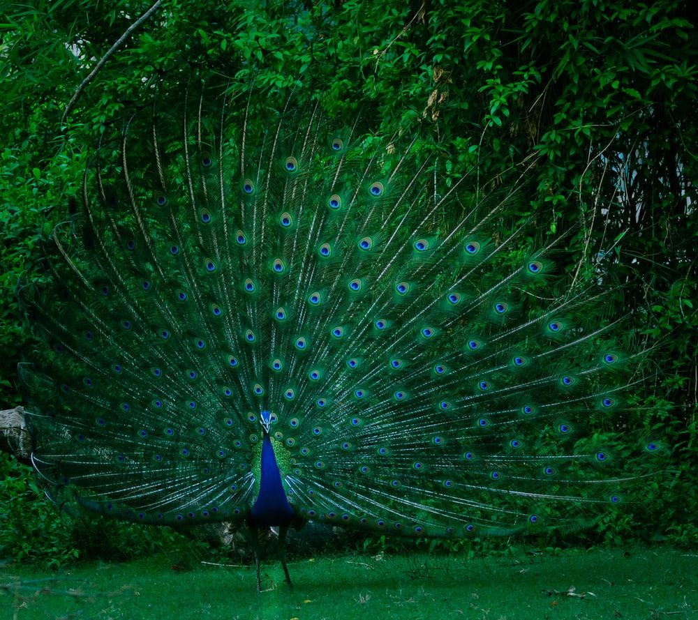 1000x889 Peacock Picture Hd