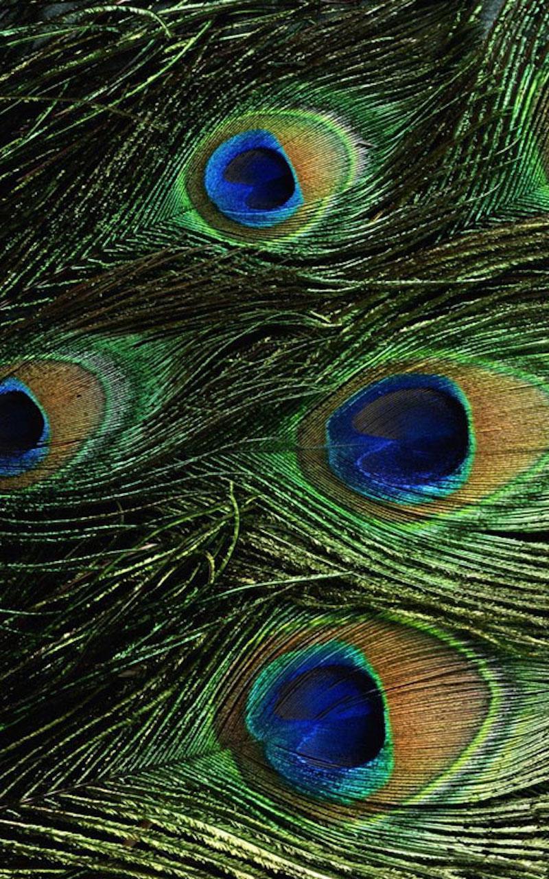 800x1280 Hd Peacock Feather Wallpaper For Android