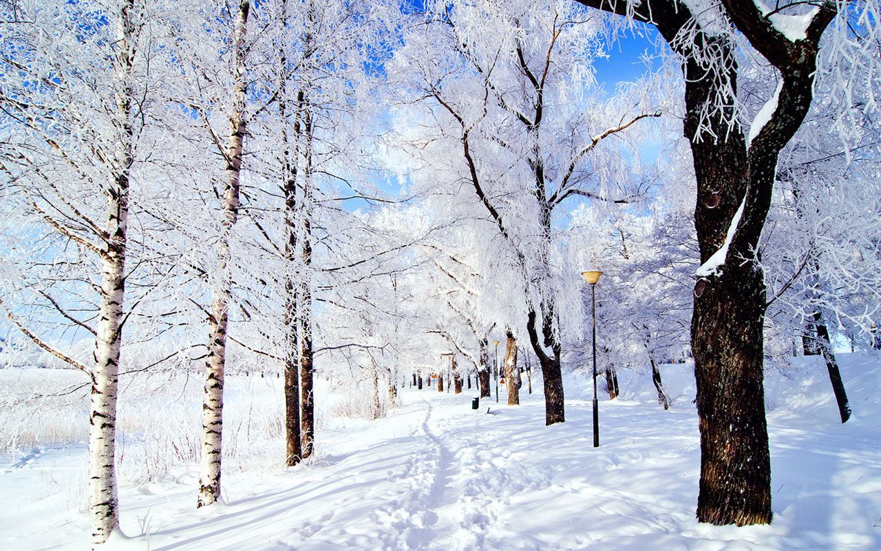 1280x800 Pond Trees Snow Winter Frozen Hd Wallpaper