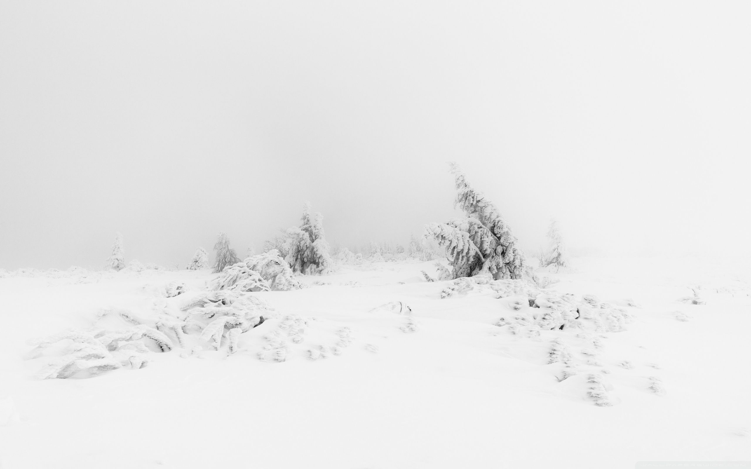 2560x1600 Winter Fog White Snow Trees Aesthetic 4k Hd Desktop