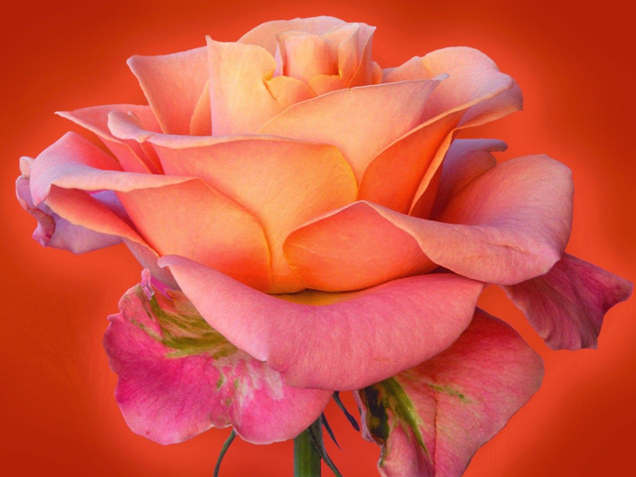 1280x960 Flower Wallpaper Beautiful Orange Rose Flowers Hd Wallpaper